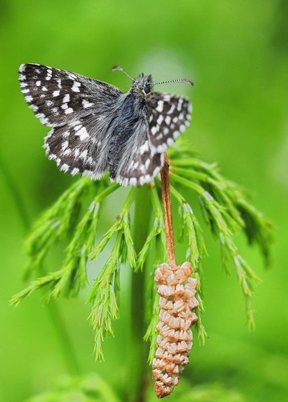 hesperidae, толстоголовки Толстоголовка на хвощеphoto preview