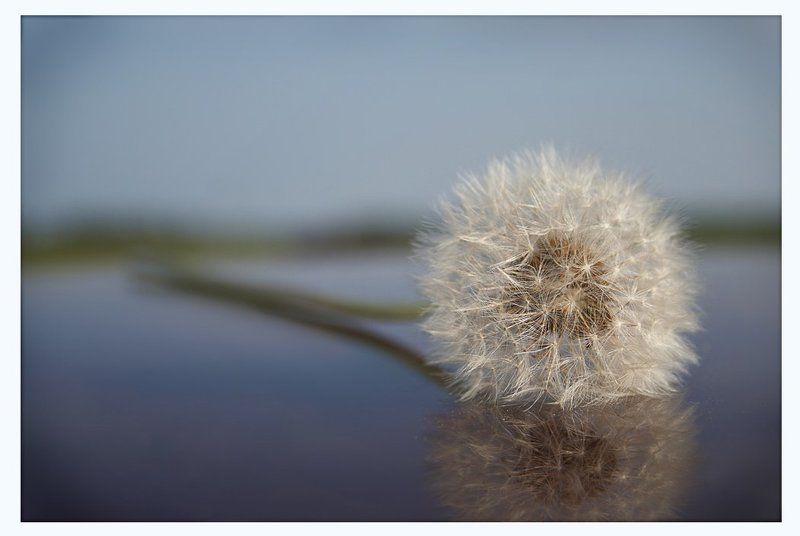 одуванчик,лето, easy lifephoto preview