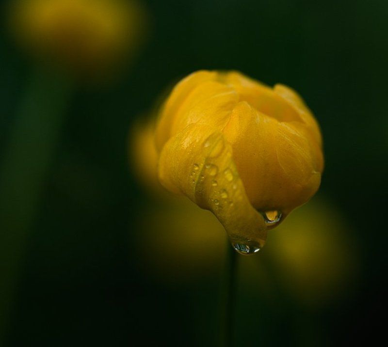 купавка, купальница купальницаphoto preview