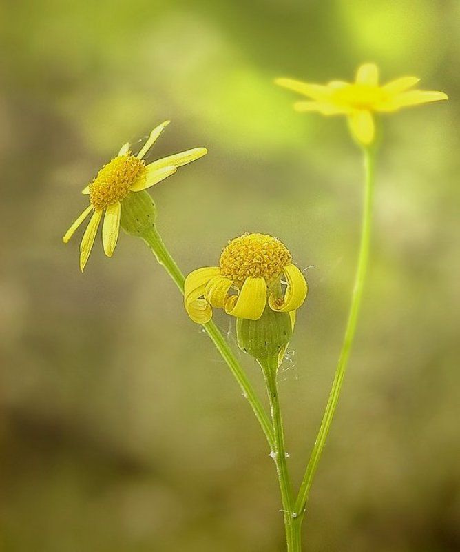 .....Всех всех с первым днем Лета.....:)photo preview