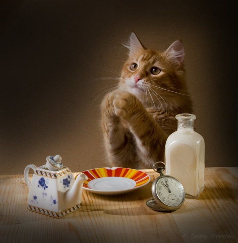 кот, молоко, , трапеза Вот бы рыбкиphoto preview