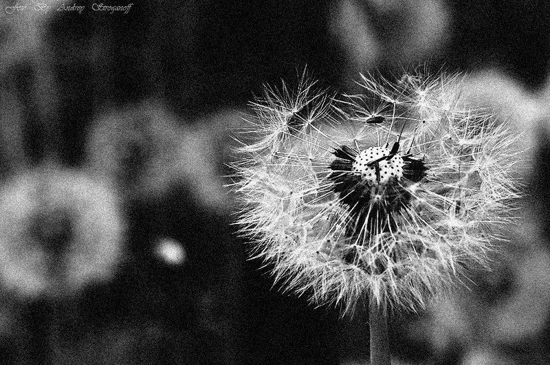 * * * *photo preview