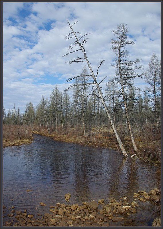 ручей, тайга, весна Ручейphoto preview