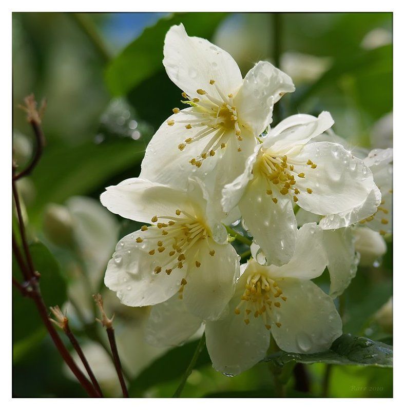 жасмин Жасмин.photo preview