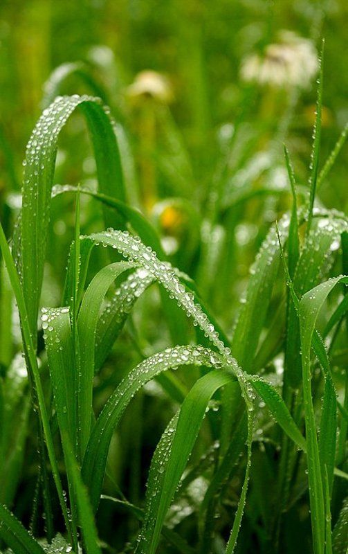 После дождяphoto preview