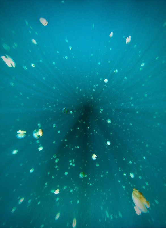 циркуляр, луч, медуза Млечный Путьphoto preview