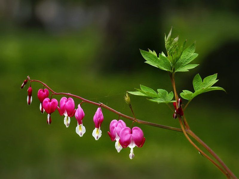 Подвески.photo preview