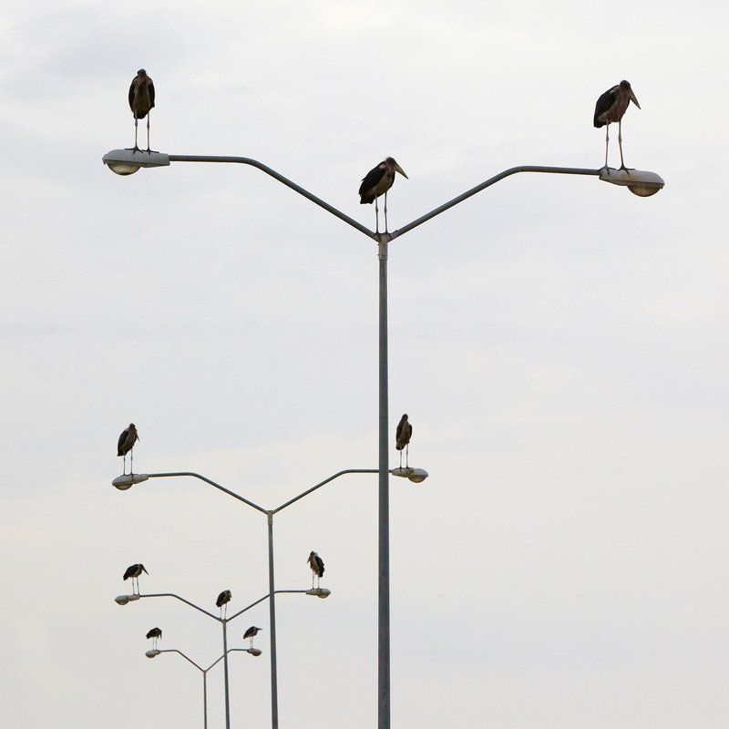 марабу, птицы ***photo preview