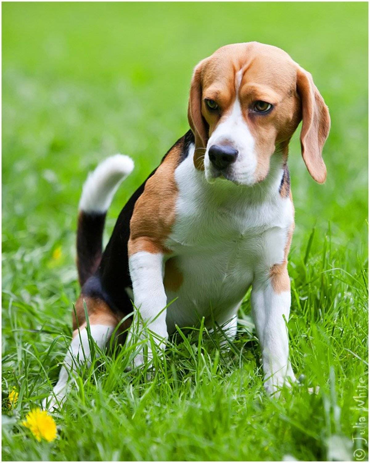 бигль, собака, dog, Юлия Вайт