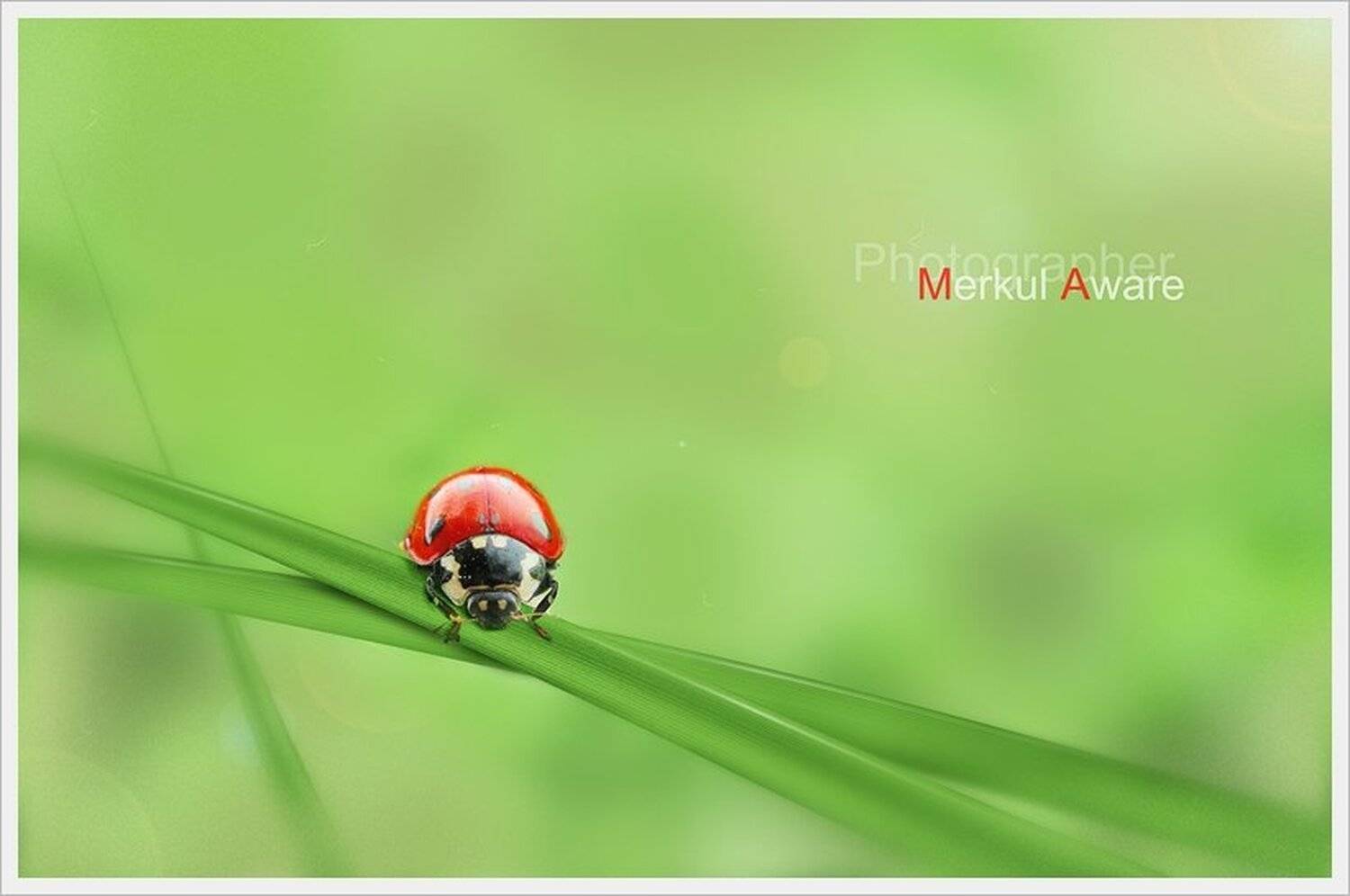 One day. Автор: Merkul aware one day, day, однажды, merkul, merkul aware, макро, трава, боке, Merkul aware