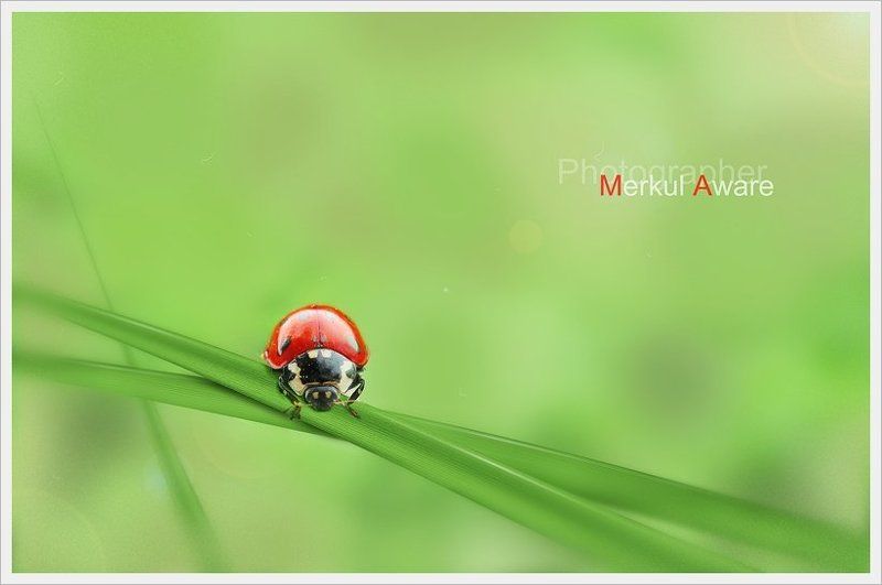 one day, day, однажды, merkul, merkul aware, макро, трава, боке One dayphoto preview