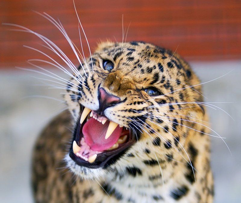 Стерваphoto preview