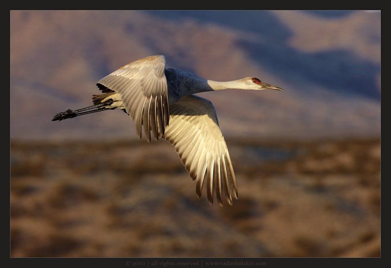 канадский журавль, bosque del apache nwr, new mexico, usa Вира? Майна!photo preview