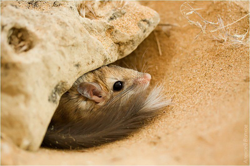 песчанка пушистохвостая, sekeetamys calurus Sweet home фото превью