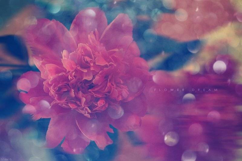 Цветочные сны. Автор: lisandra , lisandra