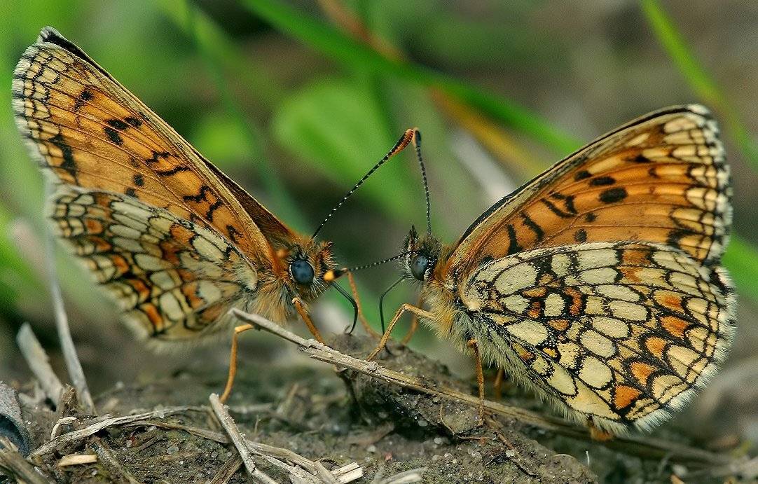 А ты меня любишь?! Ага !!!!. Автор: Олег Сурьянинов лето, бабочка, любофф, Олег Сурьянинов