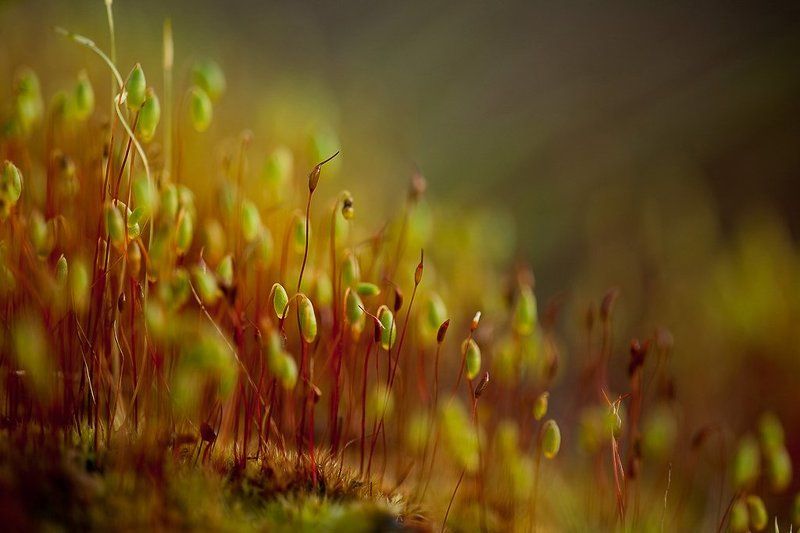 мох, весна. Идущие вниз...photo preview