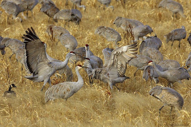 канадские журавли, bosque del apache nwr, new mexico, usa Конфронтацияphoto preview
