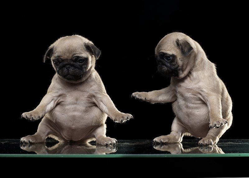 мопс, щенок Акрофобияphoto preview