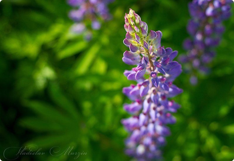 Цветок и шмельphoto preview