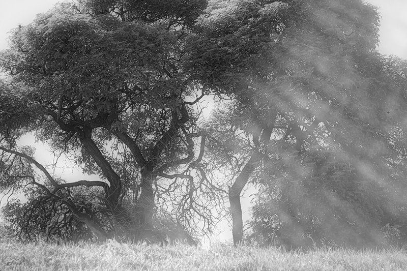 Страшно хорошее деревоphoto preview