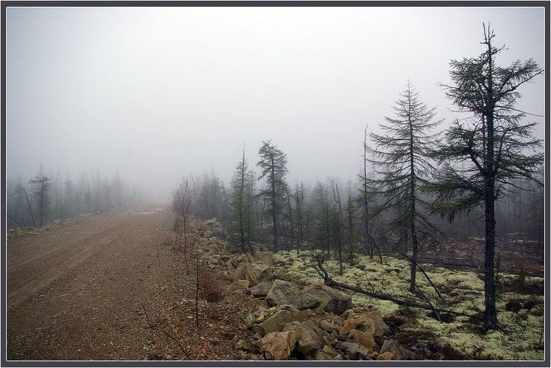 туман, тайга, дорога, весна, север Весенние туманыphoto preview