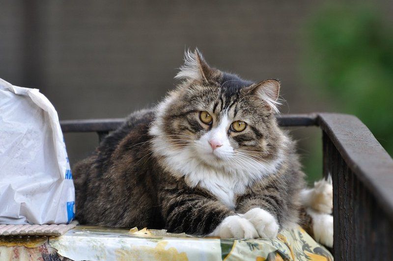 Сага о манулахphoto preview