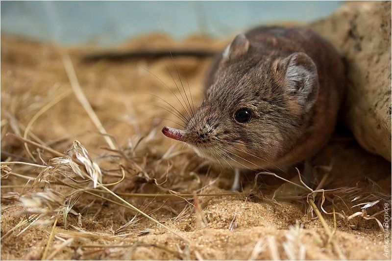 masroscelides proboscideus, слоновый прыгунчик, зоопарк Слоновый прыгунчик фото превью