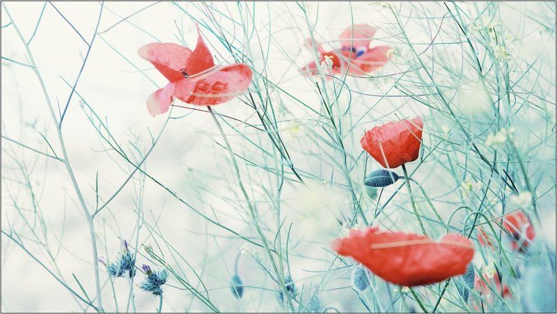 крым -photo preview