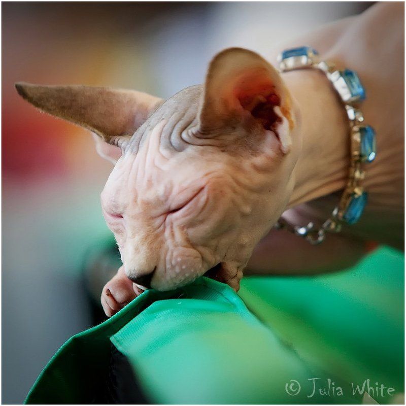 кот, кошка, сфинкс, cat внеземной голодphoto preview