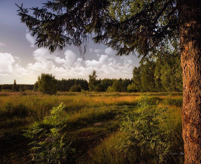 летнее закатное...photo preview