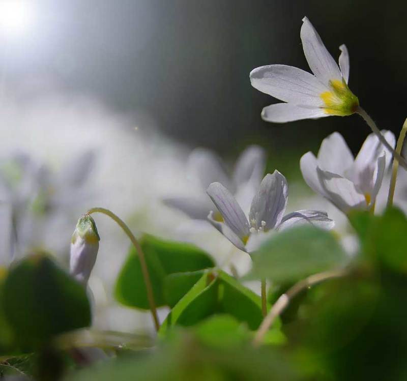 цветы, лес, природа ***photo preview