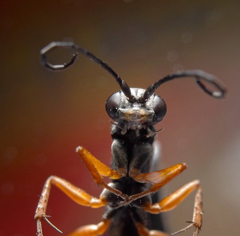 букашка,мошка,маро,природа,портрет @\\/@photo preview