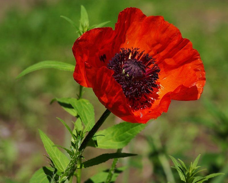 цветущий, мак Алым цветом...photo preview