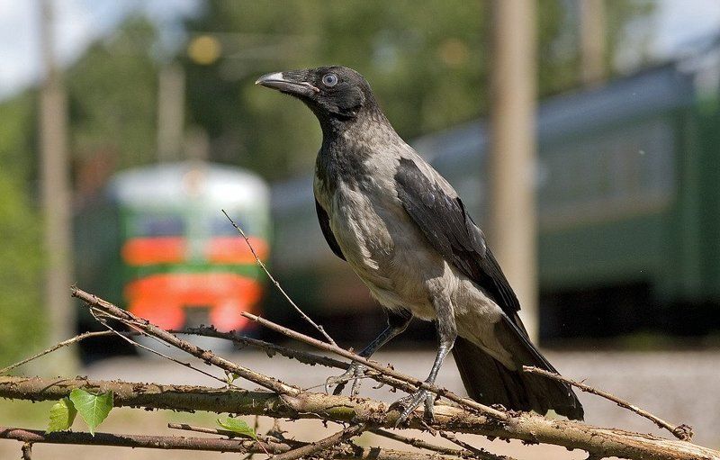 стрелочникphoto preview