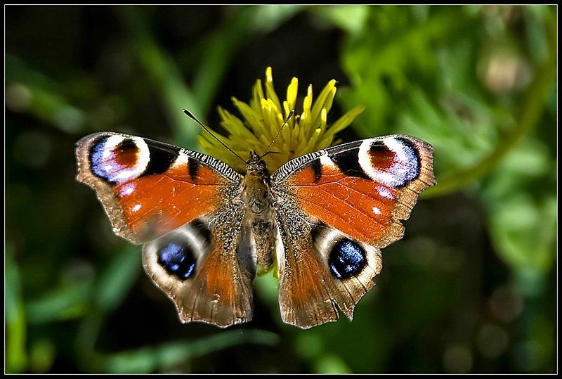 Павлиний глазphoto preview