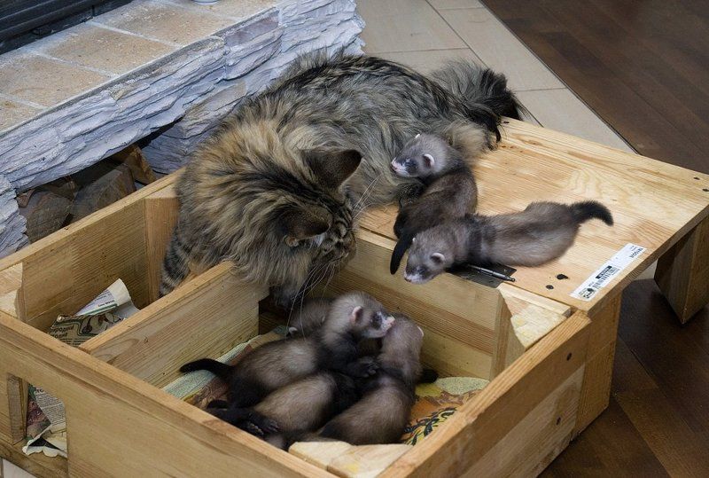 Усатый няньphoto preview