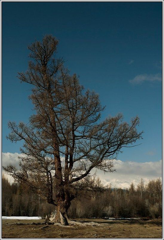 алтай, актру, северо-чуйский, хребет Курайская степьphoto preview