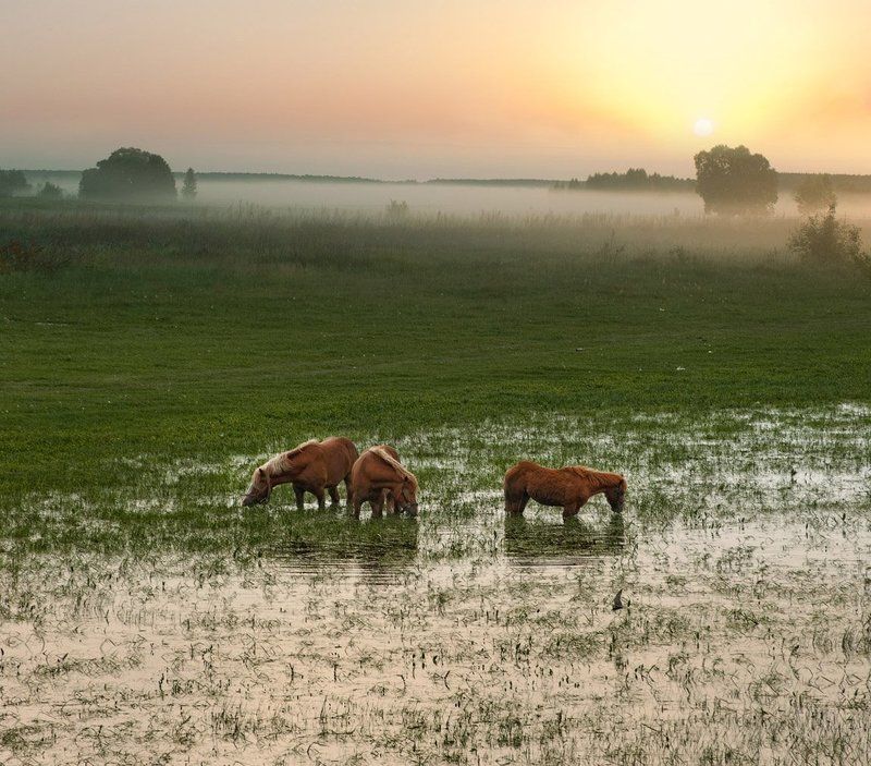 Утро...photo preview