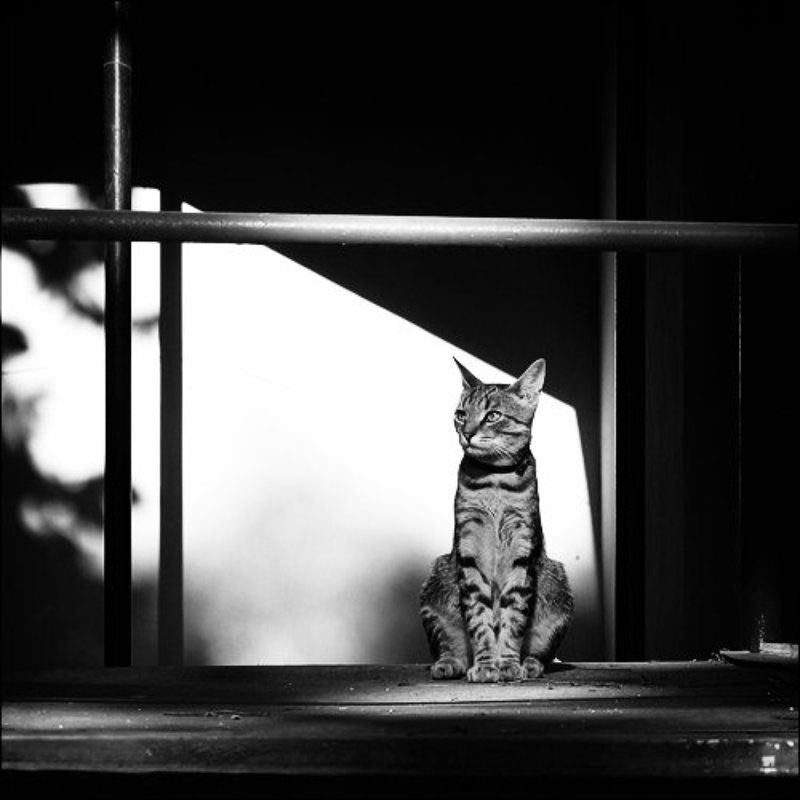 геометрия, свет, светотень, кот, кошка Black Cat, White Catphoto preview