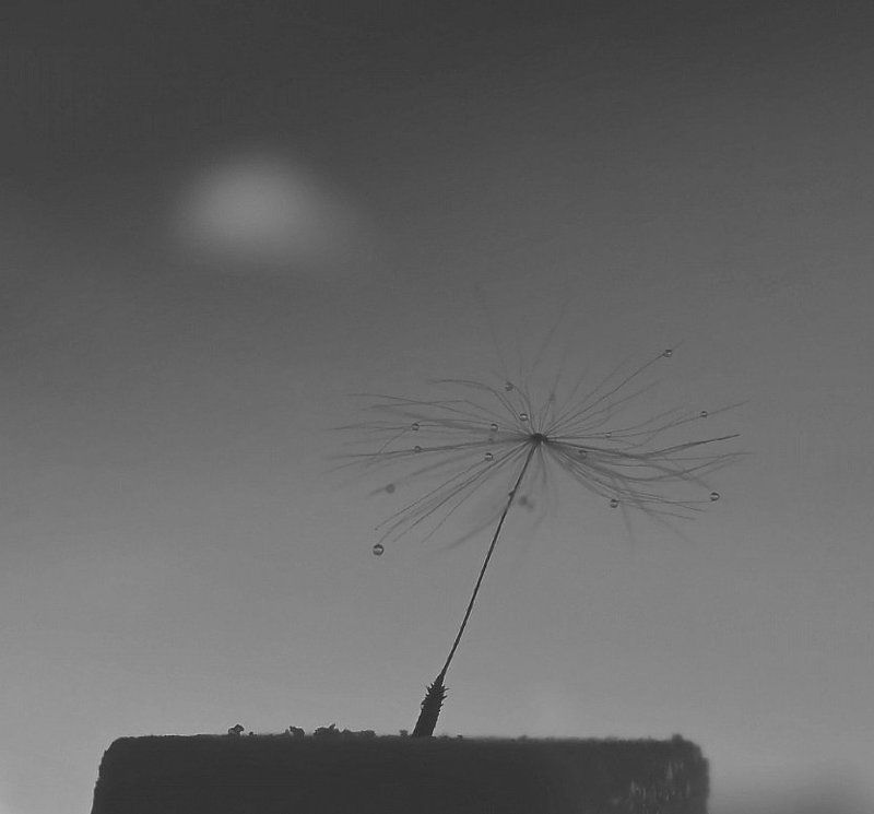 .....одинокое дерево.....photo preview