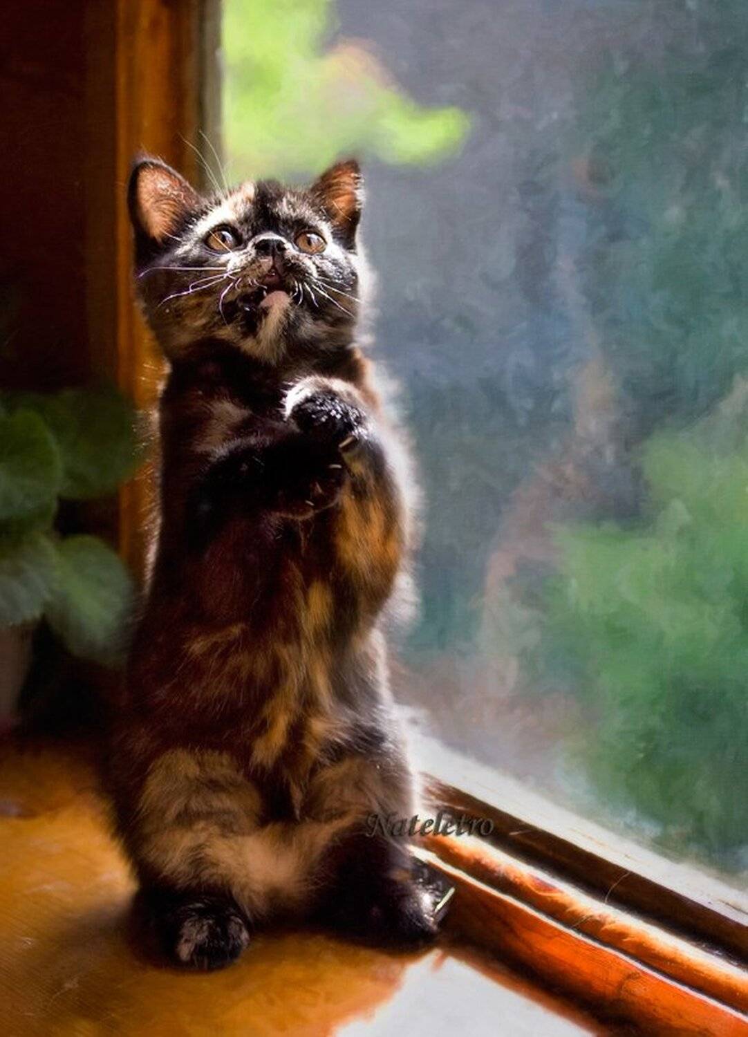 Мама, мама, посмотри, Солнышко выглянуло!. Автор: Nateletro британский, тигровый, котёнок, чернилка, Nateletro