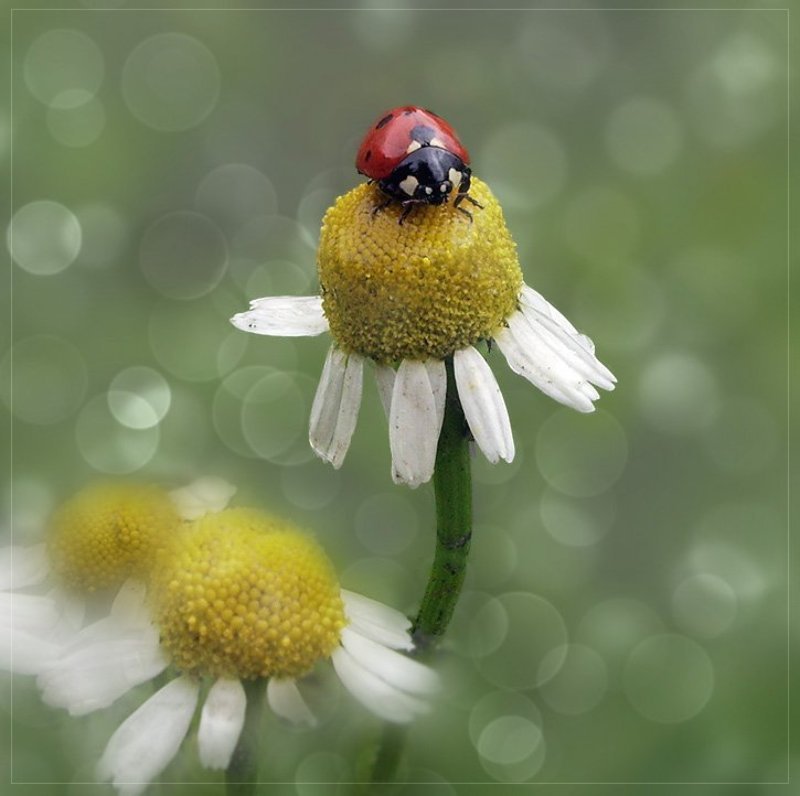 Верхом на ромашкеphoto preview