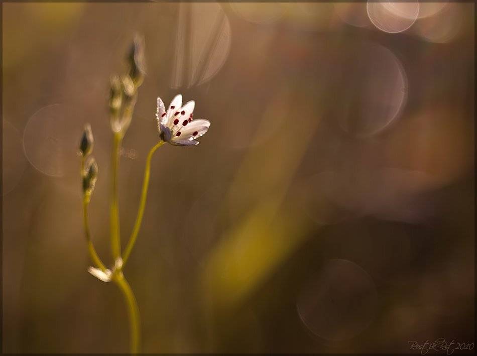 Солнечное притяжение. Автор: Ростислав индустар, лз, 61, canon, 50d, Ростислав
