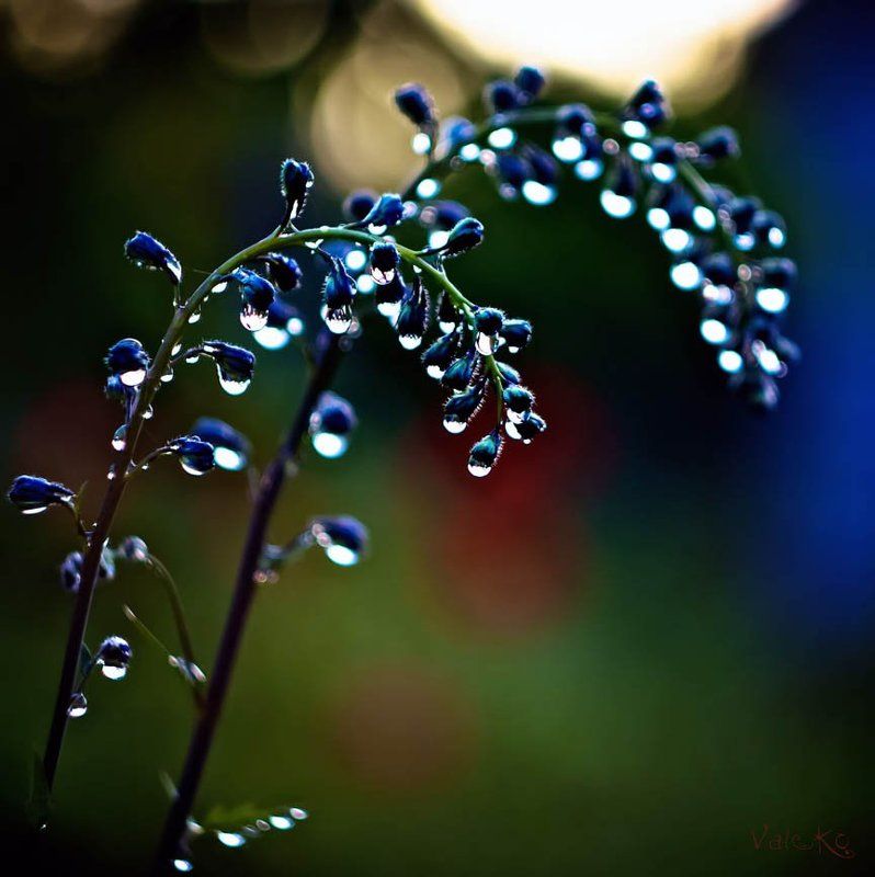 *** фото превью