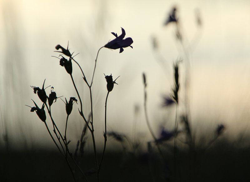 На закатеphoto preview