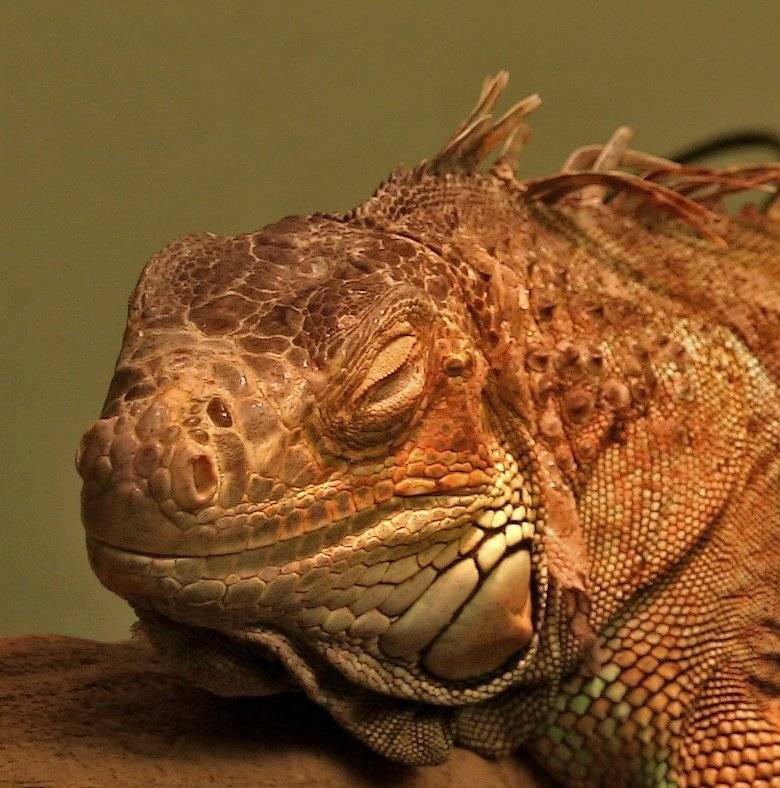 drakosha. Автор: normiks , normiks