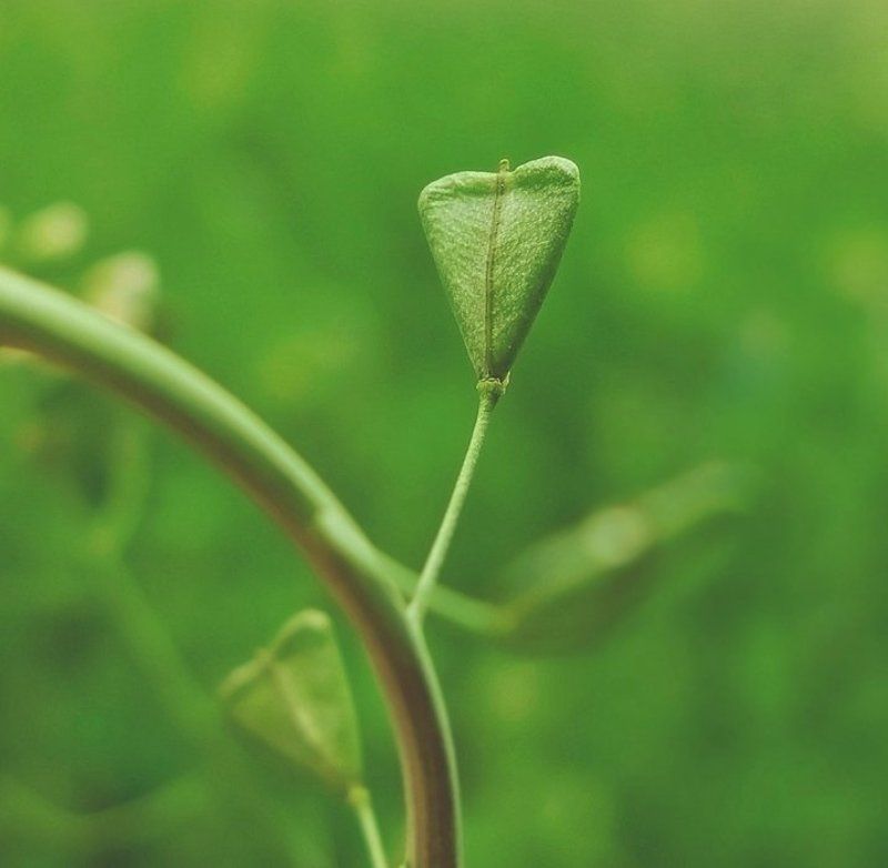 .....heart-toy.....photo preview