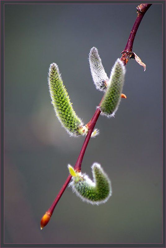 ива, ветка Ветка ивыphoto preview