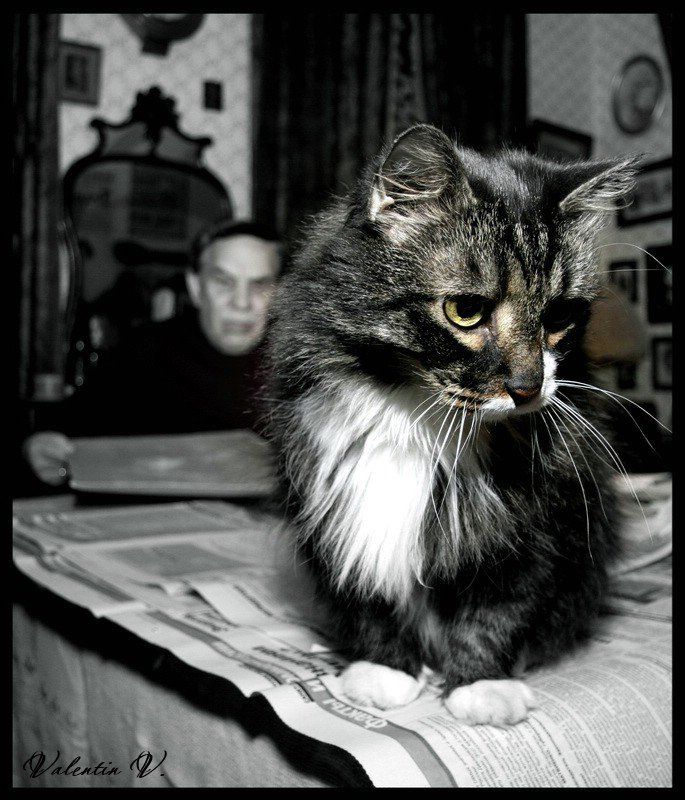 про кота и хозяина...photo preview